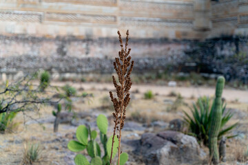 nature in the ruins of oaxaca méxico
