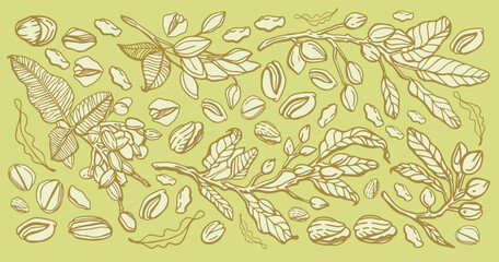Fototapeta premium Vector hand drawn pistachio tree branch set with leaves and nuts. Botanical drawing. Vintage style. Nuts and seeds collection.
