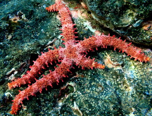 Costa Rica sea life