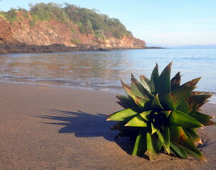 Costa Rica sea life