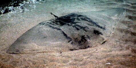 Costa Rica sea life