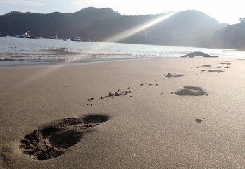 Costa Rica sea life