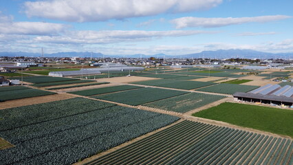 日本の農家　深谷ねぎの畑をドローン空撮