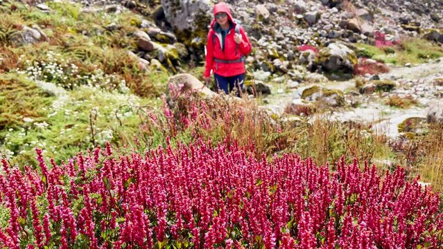 Calluna heather pink plants wind waived with Woman with backpack slow motion walking on background during Makalu Barun National Park trek in Nepal. Mountain hiking and active people concept 4K footage