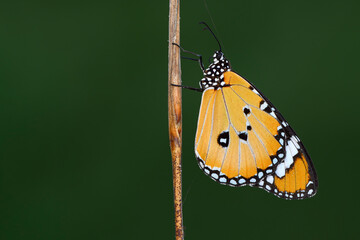 Macro shots, Beautiful nature scene. Closeup beautiful butterfly sitting on the flower in a summer garden.
