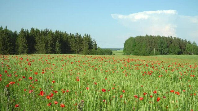 A countryside farmland field with immature crops and poppy flowers presents a wonderful agricultural idyllic scene on a sunny summer day.