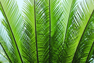 Beautiful natural green fresh leafs. Natural green background. Leaves of Cycas revoluta. Landscape plant. Leaf texture background. Spring background. Beautiful leaf texture in nature. Green leaf macro