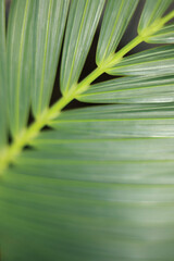 Abstract green leaf texture. Nature background. Forest plant for nature wallpaper. Tropical green leaf. Photo concept nature and plant. Green leaves background. Tropical Plant. Tropical palm leaves