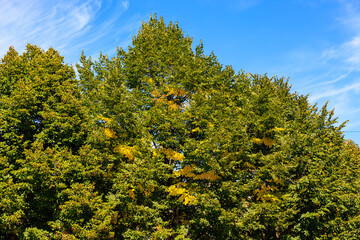 Fototapeta premium Crown of a tree with the first autumn leaves. Background with selective focus and copy space