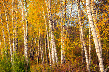 Autumn trees. Background with selective focus and copy space