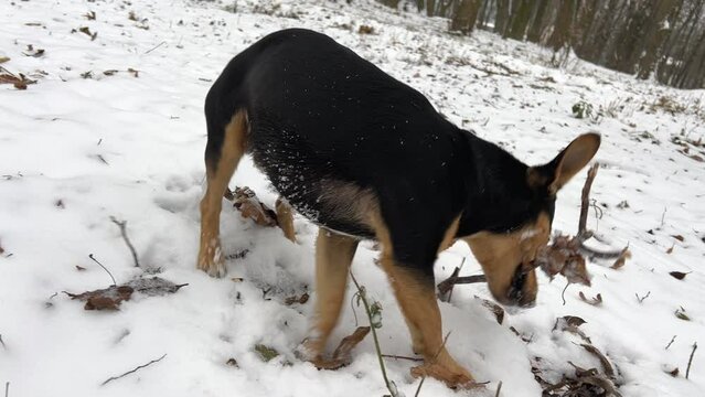 homeless dog sits on the snow in the winter squinting eyes from a strong wind. problem of homeless pets dog Happy dog outdoor in snow. An alone dog stay in the deep snow during snow fall outdoor.