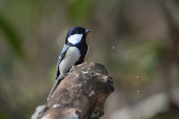 japanese tit in a forest