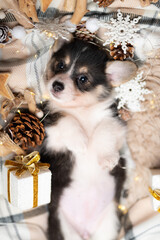 Obraz premium Little welsh corgi Pembroke puppy with a Christmas present photoshoot