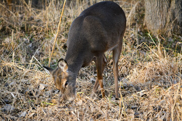 December Afternoon With Deer