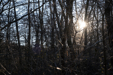 a sunny day in winter park in Prague picturesque scene sunbeam rays light throw trees benches. Selective focus on abstract nature