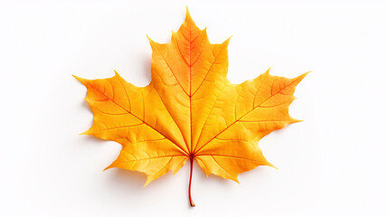 Maple leaf isolated on white.
