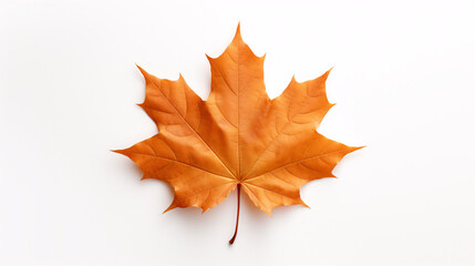 Naklejka na ściany i meble Maple leaf isolated on white.