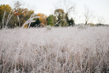 German Shorthaired Pointer Grouse Hunting