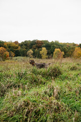 German Shorthaired Pointer Grouse Hunting