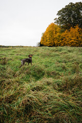 German Shorthaired Pointer Grouse Hunting