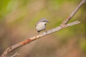Lesser Whitethroat, Sylvia curruca on a branch. Blurred background.