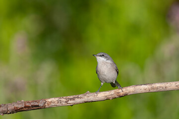 Lesser Whitethroat, Sylvia curruca on a branch. Blurred green background.
