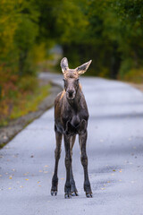 Young Moose (Alces alces) Walking on a Bicycle Trail