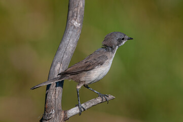 Lesser Whitethroat, Sylvia curruca on a branch. Blurred green background.