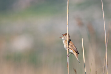 Common Reed Warbler, Acrocephalus scirpaceus singing in the reeds.
