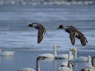 低空飛行をするカモ