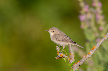 Small songbird on a branch.