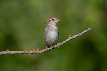 House sparrow, Passer domesticus, on a branch. Green background.