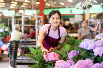 Smiling asian female florist caring blooming potted hortensia bushes with colorful pink and mauve...