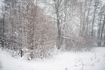 Landscape. Winter in forest. Trees under snow. Landscape.