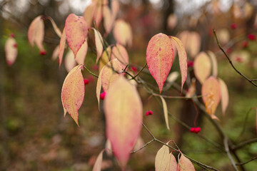 Yellow, pink, red fall leaves with red berries in woods