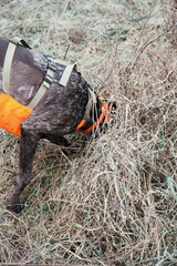German Shorthaired Pointer Grouse Hunting