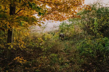 German Shorthaired Pointer Grouse Hunting