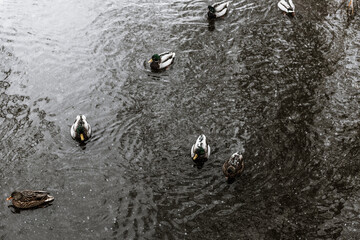 ducks swim and dive in the winter in an ice-free pond