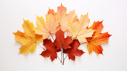 Cluster of autumn leaves on white background.