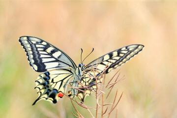 A beautiful butterfly perches on a grass branch