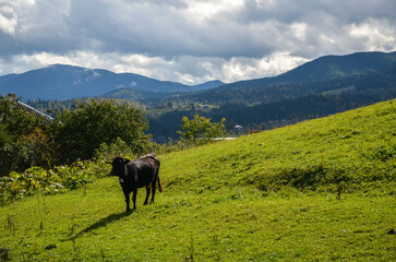 Fototapeta na wymiar Cow grazing in a green grass pasture in rural Ukrainian countryside in a summer hilly Carpathian landscape. Agriculture in the highlands