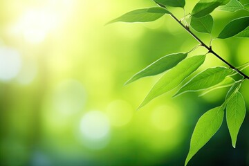 green leaves background