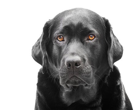 Labrador retriever isolate. Close-up portrait of a black adult dog.