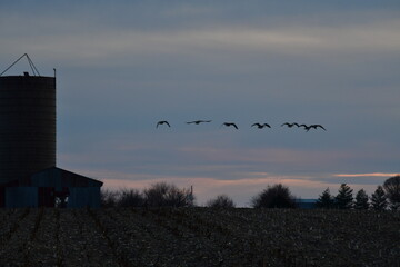 Flock of Geese Flying Over a Harvested Farm Field