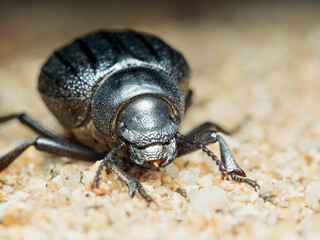 Pimelia