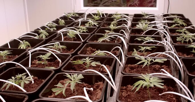 Legal cultivation of medical CBD in indoor farm. Close-up of green plants. Medicinal marijuana seedling of feminized autoflowering varieties.