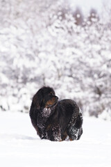 Cute black and tan Tibetan Mastiff dog posing outdoors standing on a snow in winter
