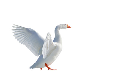 The white goose spread its wings - White Duck / Transparent