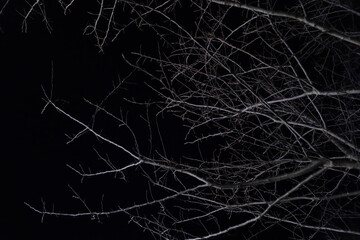 伸びる夜の木の枝