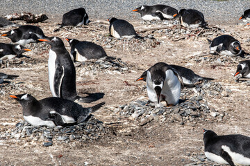 Penguins can be seen in the Beagle Channel. The lovely penguins begin arriving in Isla Martillo in early October when their reproductive cycle starts